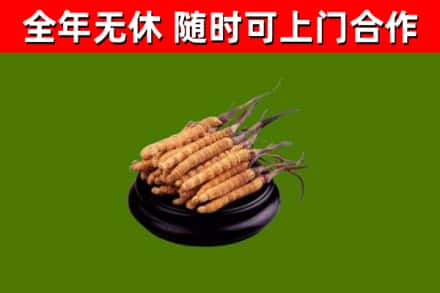 景洪市回收冬虫夏草